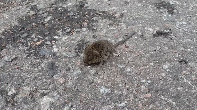 Маленькая серая мышь на проезжей части смотреть онлайн