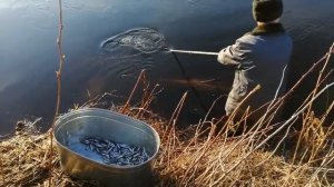 Ловля рыбы. Снеток. Ярый промысловик