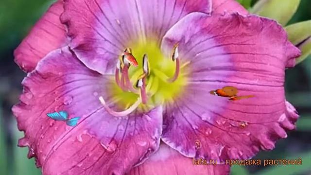 Лилейник гибридный Лавендер Блу Бэби ? обзор: как сажать, саженцы лилейника Лавендер Блу Бэби смотреть онлайн