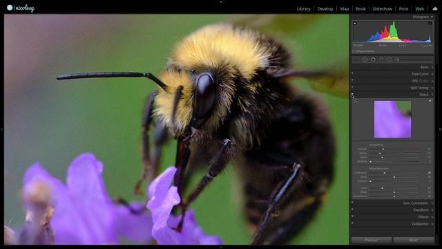 Editing a macro bee photo in Lightroom and Luminar смотреть онлайн