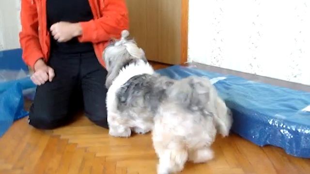 Лхаса апсо Norbu M.D.Lapis питомник "Kai-Senge" Украина Донецкая обл.с. Берёзовое смотреть онлайн