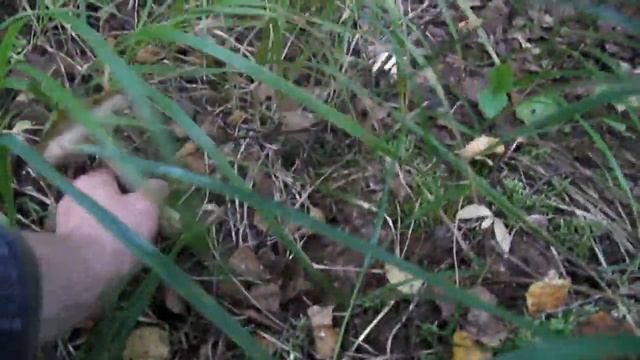 Грибы в Ленинградской обл., сентябрь 2019, подосиновики и подберёзовиков. Волховский р-н смотреть онлайн