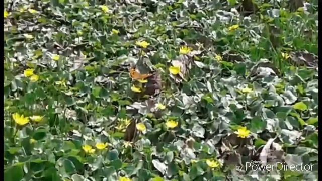 Красота весны #2