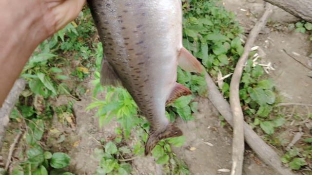 Отличная рыбалка. Лосось. Остров Сахалин смотреть онлайн