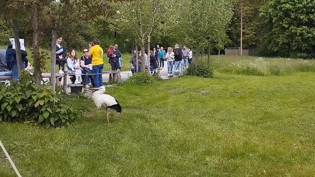 Животные,птицы, сувениры парка Залема(Salema) на обезьяньей горе (Affenberg) смотреть онлайн