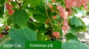 Смородина розовая Любава
