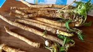 Как правильно выращивать хрен на даче   посадка и уход