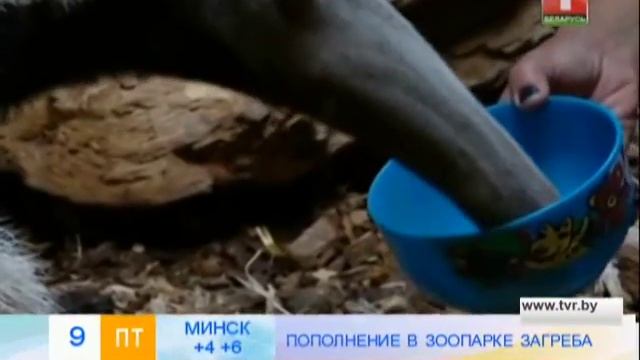 Муравьед в зоопарке Загреба смотреть онлайн