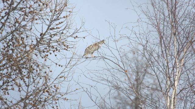 ОХОТА НА БОРОВУЮ ДИЧЬ В ОБЪЕКТИВЕ МОЕГО ФОТОАППАРАТА. HUNTING FOR GROUSE AND CAPERCAILLIE смотреть онлайн