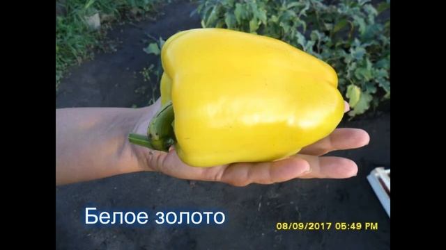 СОРТА ПЕРЦЕВ (фото) смотреть онлайн