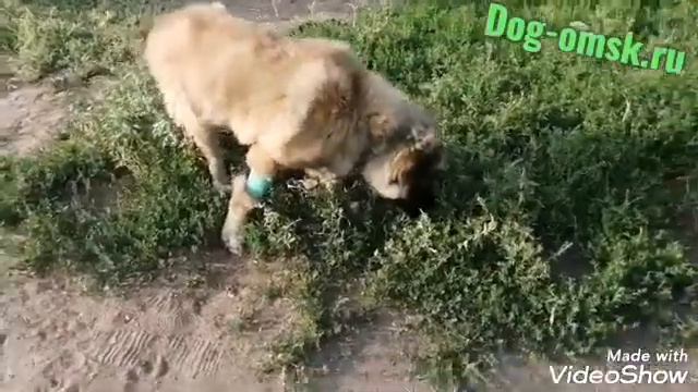 Новости от ДИЗЕЛЯ смотреть онлайн