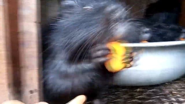 Нутрии видео смотреть онлайн