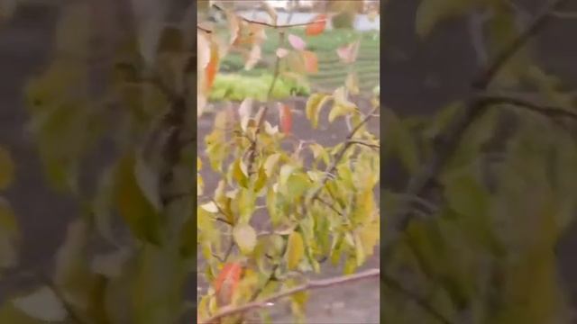 АНАЛОГИ садового вара смотреть онлайн