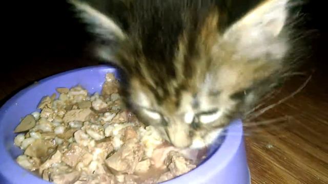 Как кушают Кунокашу котята Мейн куны 4 недель. How to eat Kookachoo kittens Maine-Coon 4 weeks смотреть онлайн