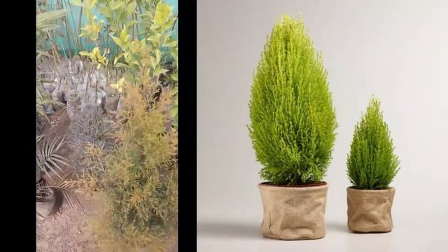 info about some plants. смотреть онлайн