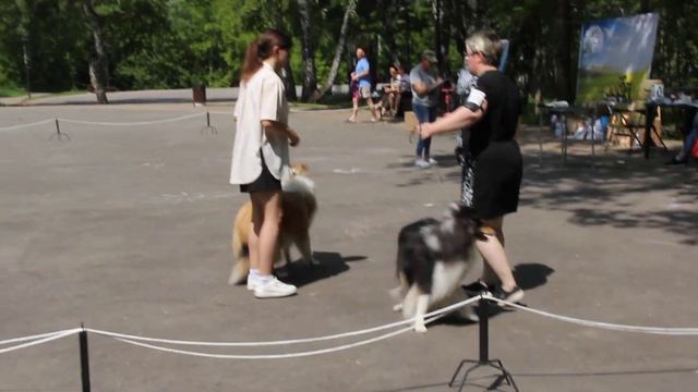 В-ка всех пород "Дог-охота- июнь-2023" г.Барнаул, судья Морозова О.В. (г.Москва) смотреть онлайн