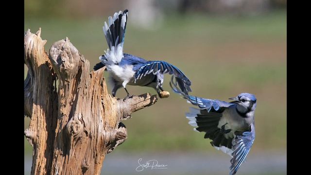 Canon R6 and Canon 400mm 5.6L lens смотреть онлайн