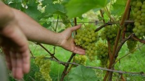 Сорт винограда Солярис. ? Описание сорта винограда Солярис.