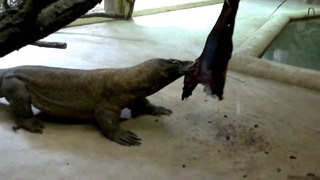 Varanus Komodoensis 1