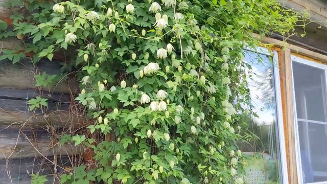 ДВА ДНЯ БЕЗ САДА ЭТО СЛИШКОМ! Прогулка по саду. Что цветет? смотреть онлайн