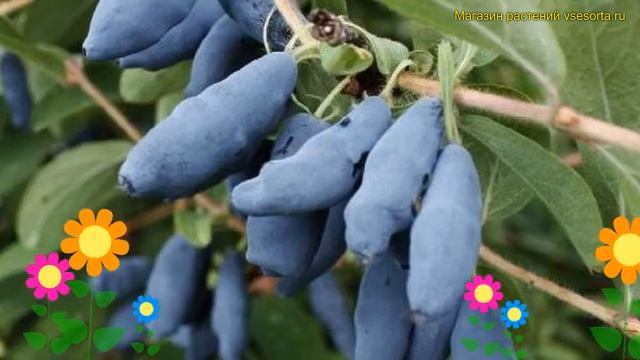 Жимолость съедобная Уссульга. Краткий обзор, описание характеристик lonicera edulis Ussulga смотреть онлайн