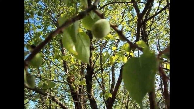 Во саду ли, в огороде... Ждем большой урожай абрикосов. Краснодар, Россия. смотреть онлайн