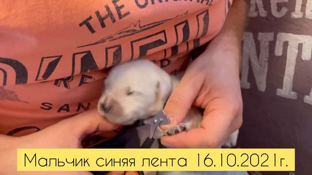 Мальчик синяя Лента 16.10.2021 Брюлик&Луна. Питомник Фэнтази Голд. смотреть онлайн