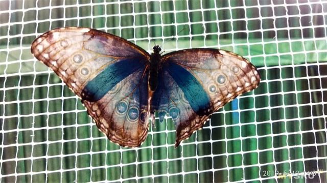 Тестирование графитовой (графеновой, карбоновой) термопленки. Было весело ! | #Обзор смотреть онлайн