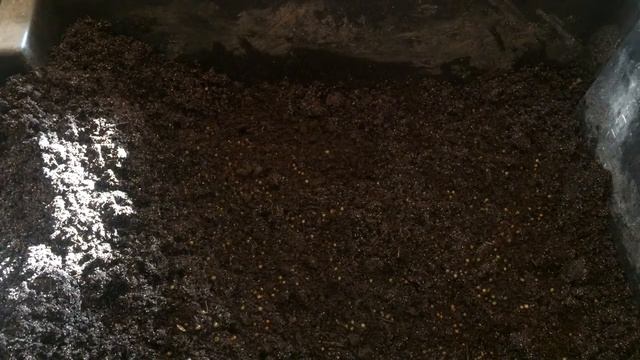 Первое Заселение Коконов Червя Дендробены в Субстрат Разведение Червей смотреть онлайн