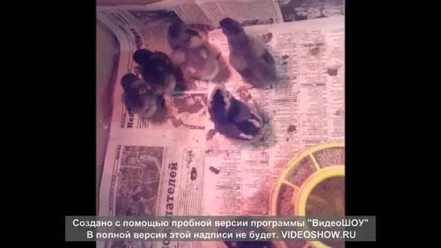 инкубация яиц кур амераукана в блиц норме смотреть онлайн