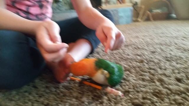 White-bellied Caique hops and plays! смотреть онлайн