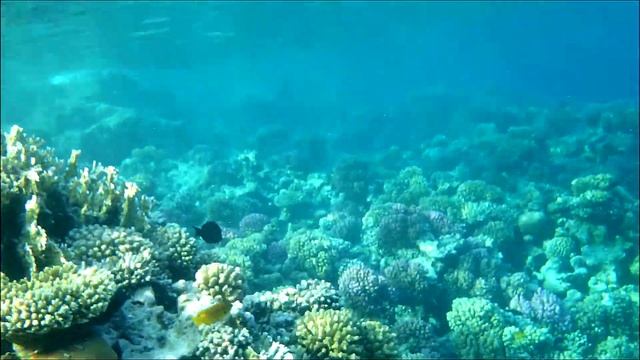 Коралловый риф отеля  Grand Waterworld Makadi