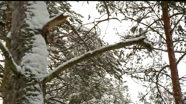 Карелия!!!Белки в Зимнем Лесу! смотреть онлайн