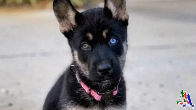 ПЯТЬ ЩЕНКОВ 23. Метис 2. «Отдавать задаром щенка — плохая примета» смотреть онлайн