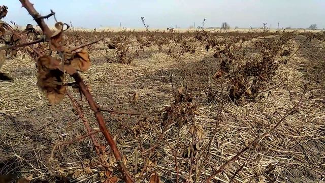 Первая обработка ежевики, малины, клубники. смотреть онлайн
