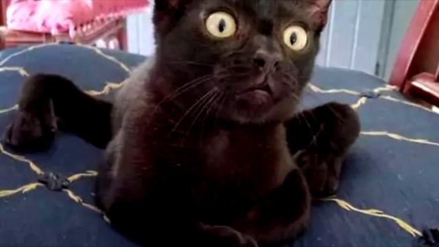 Черный котёнок родился с кривыми лапками. А когда он вырос, то шокировал своей «паучьей» походкой смотреть онлайн