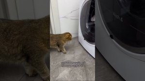 Пушистый влог Гуччи🐈