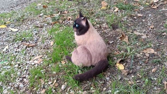 Котик для презентации на Ярмарке Мастеров / Сухое валяние смотреть онлайн