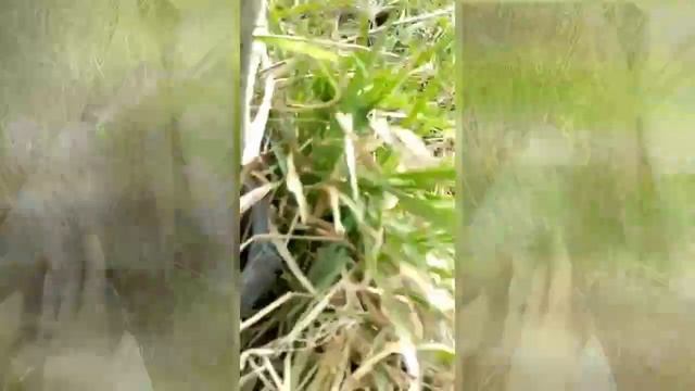 Посадка Лепестка бога Радегаста смотреть онлайн