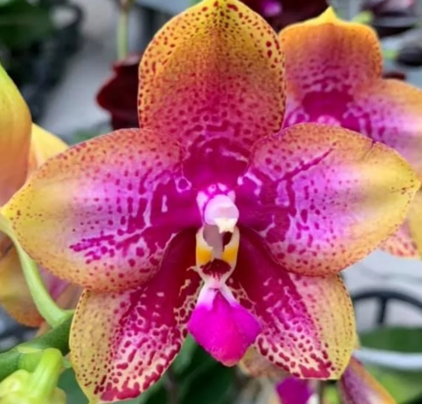 Первое знакомство) Мои орхидеи от покупки до цветения)