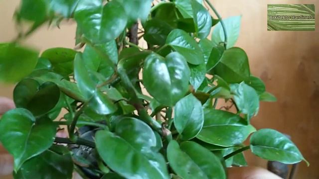 MY GREEN POTHOS COLLECTION | Jade Pothos | Reverted Njoy, Marble Queen, Manjula, Philodendron Brasi смотреть онлайн