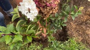 Пересадка взрослой метельчатой гортензии осенью в сентябре в открытый грунт на новое место из горшк