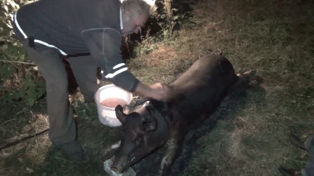 Смажений кабанчик 2, ч 2, осмаливание, начало смотреть онлайн