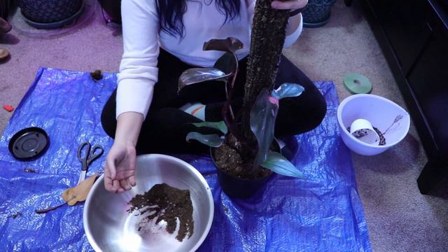 BURGUNDY PRINCESS PHILODENDRON UNBOXING, Slight Rant About Crazy Plant Times, & Repotting! смотреть онлайн