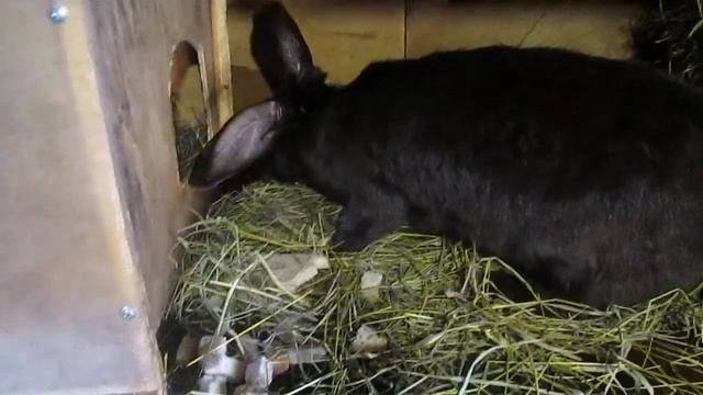 Крольчата ОБЕР 20 (двадцать) дней пробуют взрослый корм. смотреть онлайн