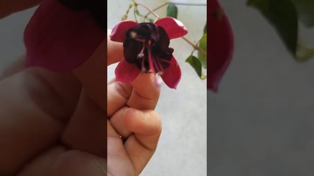 Фуксия Blacky и ее цветок смотреть онлайн