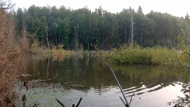 Ловля карася в затопленном тальнике. смотреть онлайн