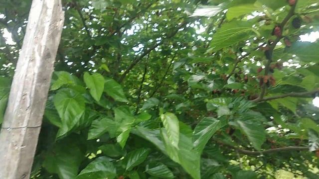 Шелковица Хартут