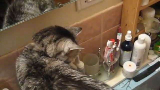 Tito the Cat #5 смотреть онлайн