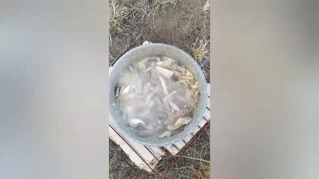 #жареные #вешенки с #картошкой#природа смотреть онлайн